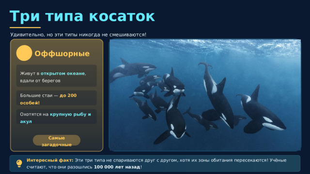 Транзитные Резидентные Кочевые — путешествуют на большие расстояния Оседлые косатки, живут в прибрежных водах Группы по 2-6 особей , менее привязаны к семье Живут крепкими семьями — матриархат Охотятся на тюленей и моржей Самые мобильные Питаются рыбой и кальмарами Самый распространённый тип  Три типа косаток Удивительно, но эти типы никогда не смешиваются! Оффшорные Живут в открытом океане , вдали от берегов Большие стаи — до 200 особей! Охотятся на крупную рыбу и акул Самые загадочные Интересный факт: Эти три типа не спариваются друг с другом, хотя их зоны обитания пересекаются! Учёные считают, что они разошлись 100 000 лет назад ! 