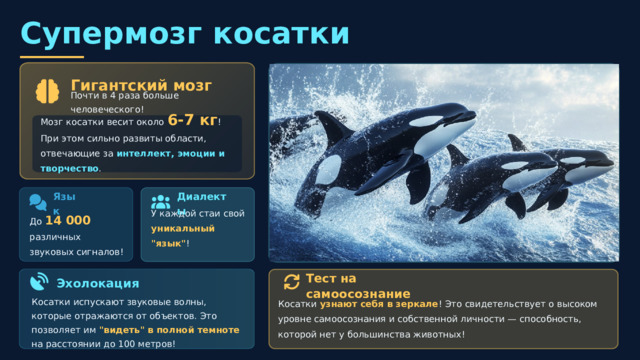  Супермозг косатки Гигантский мозг Почти в 4 раза больше человеческого! Мозг косатки весит около 6-7 кг ! При этом сильно развиты области, отвечающие за интеллект, эмоции и творчество . Язык Диалекты До 14 000 различных звуковых сигналов! У каждой стаи свой уникальный 