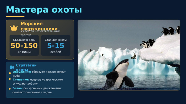  Мастера охоты Морские сверххищники У косаток нет естественных врагов! Съедают в день Стая для охоты 50-150 5-15 особей кг пищи Стратегии охоты Окружение: образуют кольцо вокруг рыбы Глушение: мощные удары хвостом оглушают добычу Волна: синхронными движениями смывают пингвинов с льдин Обучение детенышей Мать выталкивает детеныша на берег , чтобы научить охотиться на морских животных. Если малыш паникует, мама сама выбрасывается на берег и тащит его обратно в воду! Делятся добычей — косатки делят пищу друг с другом и даже предлагают еду людям ! 