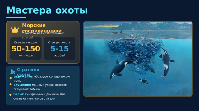  Мастера охоты Морские сверххищники У косаток нет естественных врагов! Стая для охоты Съедают в день 5-15 50-150 особей кг пищи Стратегии охоты Окружение: образуют кольцо вокруг рыбы Глушение: мощные удары хвостом оглушают добычу Волна: синхронными движениями смывают пингвинов с льдин Обучение детенышей Мать выталкивает детеныша на берег , чтобы научить охотиться на морских животных. Если малыш паникует, мама сама выбрасывается на берег и тащит его обратно в воду! Делятся добычей — косатки делят пищу друг с другом и даже предлагают еду людям ! 
