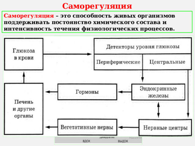 Саморегуляция Саморегуляция – это способность живых организмов поддерживать постоянство химического состава и интенсивность течения физиологических процессов. 