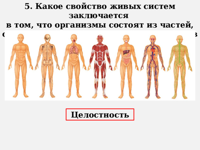 5. Какое свойство живых систем заключается в том, что организмы состоят из частей, структурно и функционально связанных в единое целое? Целостность 