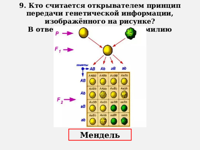 9. Кто считается открывателем принцип передачи генетической информации, изображённого на рисунке? В ответе запишите только фамилию Мендель 