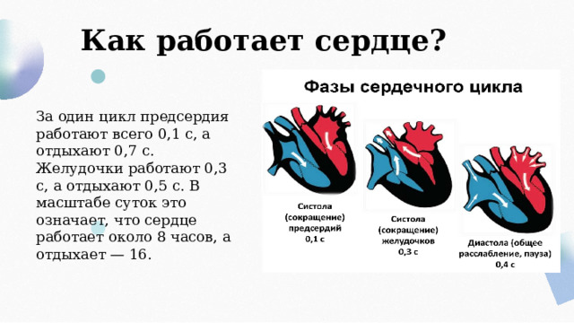 Как работает сердце? За один цикл предсердия работают всего 0,1 с, а отдыхают 0,7 с. Желудочки работают 0,3 с, а отдыхают 0,5 с. В масштабе суток это означает, что сердце работает около 8 часов, а отдыхает — 16. 