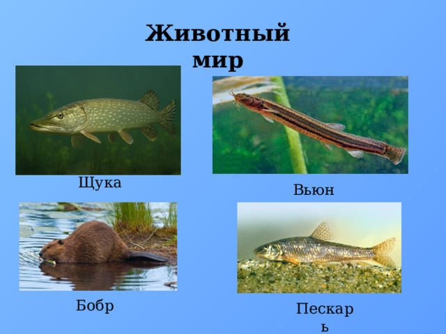 Животный мир Щука Вьюн Бобр Пескарь 