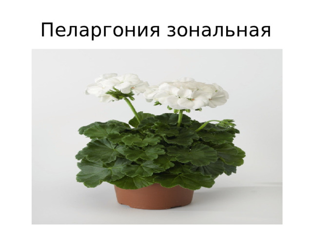 Пеларгония зональная 