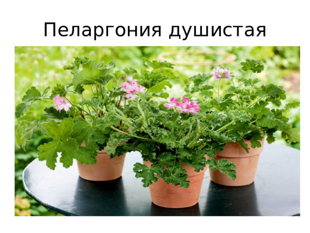 Пеларгония душистая 