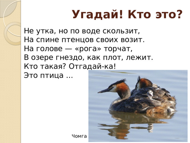  Угадай! Кто это? Не утка, но по воде скользит,  На спине птенцов своих возит.  На голове — «рога» торчат,  В озере гнездо, как плот, лежит.  Кто такая? Отгадай‑ка!  Это птица … Чомга 