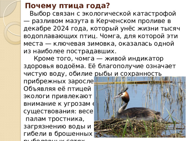Почему птица года?  Выбор связан с экологической катастрофой — разливом мазута в Керченском проливе в декабре 2024 года, который унёс жизни тысяч водоплавающих птиц. Чомга, для которой эти места — ключевая зимовка, оказалась одной из наиболее пострадавших.  Кроме того, чомга — живой индикатор здоровья водоёма. Её благополучие означает чистую воду, обилие рыбы и сохранность прибрежных зарослей. Объявляя её птицей года, экологи привлекают внимание к угрозам её существования: весенним  палам тростника, загрязнению воды и гибели в брошенных рыболовных сетях. 