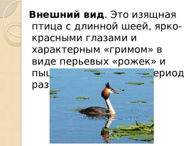  Внешний вид . Это изящная птица с длинной шеей, ярко-красными глазами и характерным «гримом» в виде перьевых «рожек» и пышного воротника в период размножения. 