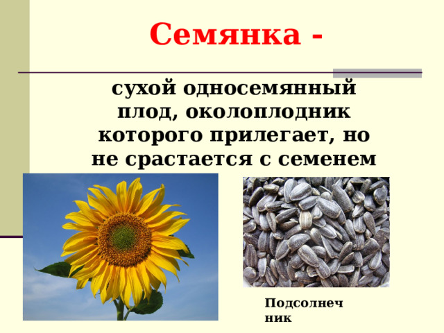 Семянка - сухой односемянный плод, околоплодник которого прилегает, но не срастается с семенем Подсолнечник 