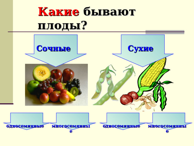 Какие бывают плоды? Сочные Сухие  односемянные  многосемянные  односемянные  многосемянные 