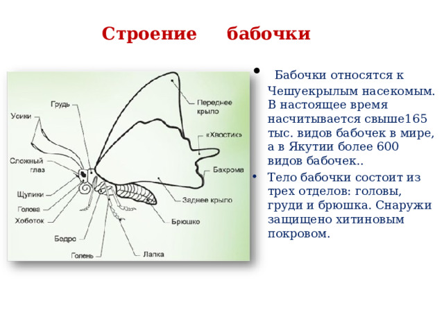 Строение бабочки  Бабочки относятся к Чешуекрылым насекомым. В настоящее время насчитывается свыше165 тыс. видов бабочек в мире, а в Якутии более 600 видов бабочек.. Тело бабочки состоит из трех отделов: головы, груди и брюшка. Снаружи защищено хитиновым покровом. 