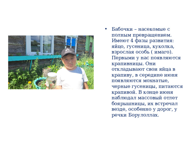 Бабочки – насекомые с полным превращением. Имеют 4 фазы развития: яйцо, гусеница, куколка, взрослая особь ( имаго). Первыми у нас появляются крапивницы. Они откладывают свои яйца в крапиву, в середине июня появляются мохнатые, черные гусеницы, питаются крапивой. В конце июня наблюдал массовый отлет боярышницы, их встречал везде, особенно у дорог, у речки Борулоллах. 