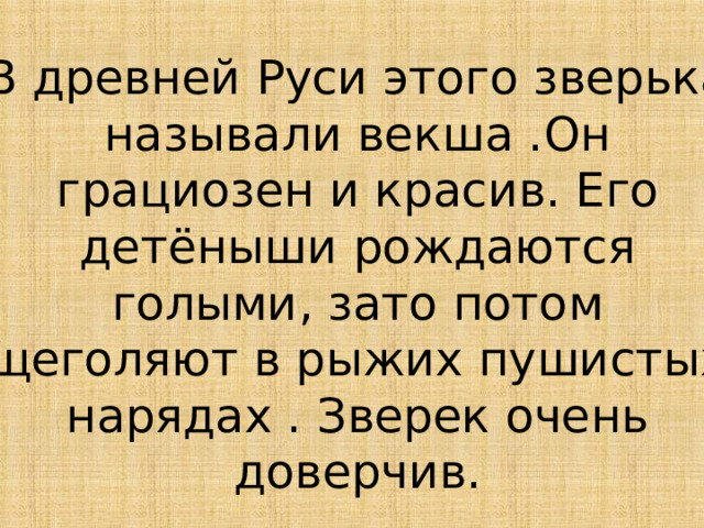 В древней Руси этого зверька называли векша .Он грациозен и красив. Его детёныши рождаются голыми, зато потом щеголяют в рыжих пушистых нарядах . Зверек очень доверчив. 