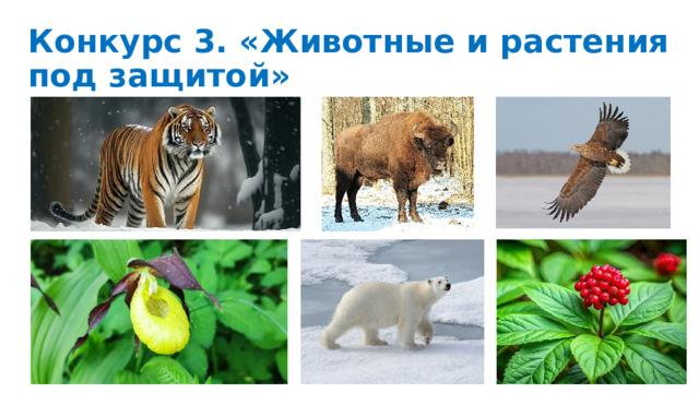 Конкурс 3. «Животные и растения под защитой»  