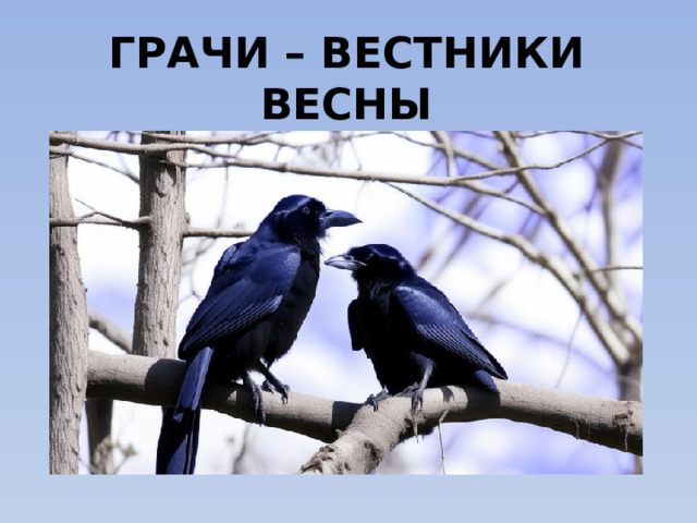 ГРАЧИ – ВЕСТНИКИ ВЕСНЫ 