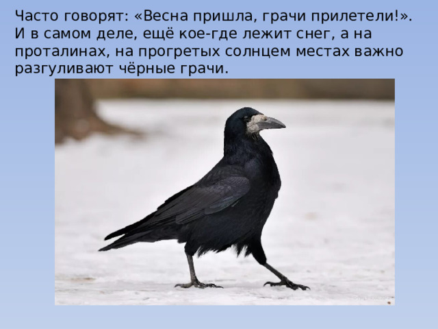 Часто говорят: «Весна пришла, грачи прилетели!».  И в самом деле, ещё кое-где лежит снег, а на проталинах, на прогретых солнцем местах важно разгуливают чёрные грачи. 