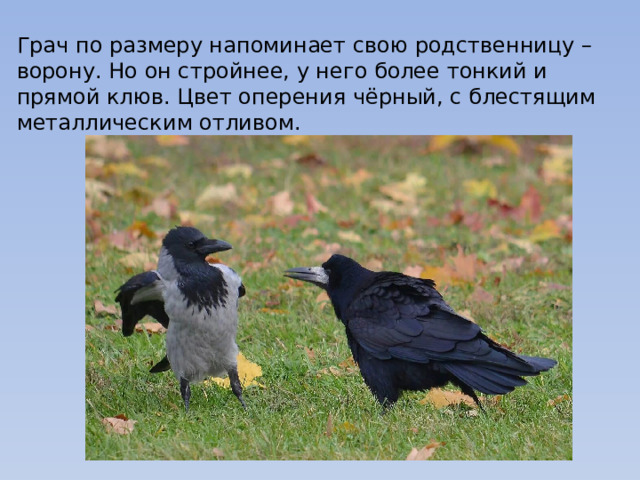 Грач по размеру напоминает свою родственницу – ворону. Но он стройнее, у него более тонкий и прямой клюв. Цвет оперения чёрный, с блестящим металлическим отливом. 