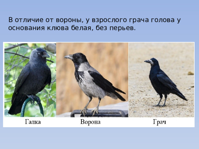 В отличие от вороны, у взрослого грача голова у основания клюва белая, без перьев. 