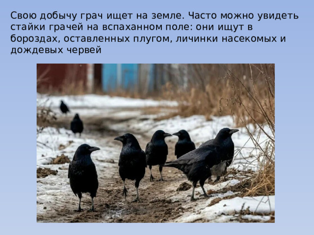 Свою добычу грач ищет на земле. Часто можно увидеть стайки грачей на вспаханном поле: они ищут в бороздах, оставленных плугом, личинки насекомых и дождевых червей 