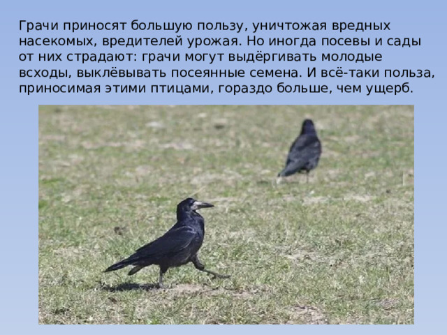 Грачи приносят большую пользу, уничтожая вредных насекомых, вредителей урожая. Но иногда посевы и сады от них страдают: грачи могут выдёргивать молодые всходы, выклёвывать посеянные семена. И всё-таки польза, приносимая этими птицами, гораздо больше, чем ущерб. 