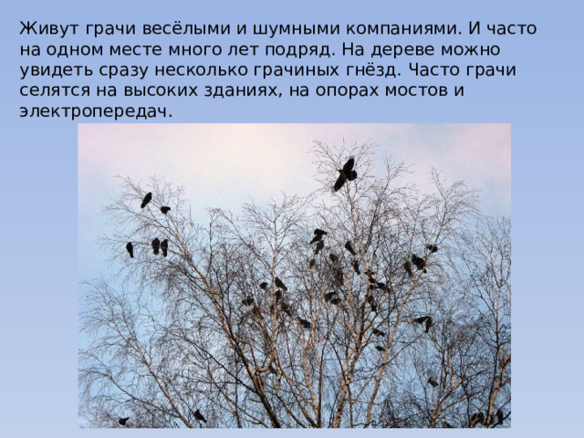 Живут грачи весёлыми и шумными компаниями. И часто на одном месте много лет подряд. На дереве можно увидеть сразу несколько грачиных гнёзд. Часто грачи селятся на высоких зданиях, на опорах мостов и электропередач. 
