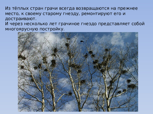 Из тёплых стран грачи всегда возвращаются на прежнее место, к своему старому гнезду, ремонтируют его и достраивают.  И через несколько лет грачиное гнездо представляет собой многоярусную постройку. 