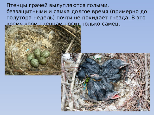 Птенцы грачей вылупляются голыми, беззащитными и самка долгое время (примерно до полутора недель) почти не покидает гнезда. В это время корм птенцам носит только самец. 