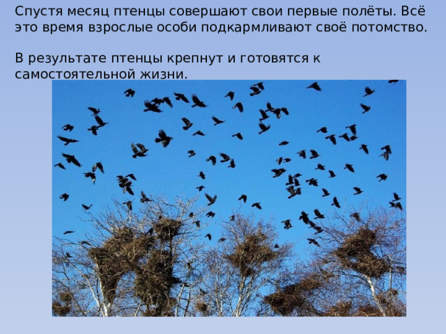 Спустя месяц птенцы совершают свои первые полёты. Всё это время взрослые особи подкармливают своё потомство.  В результате птенцы крепнут и готовятся к самостоятельной жизни. 