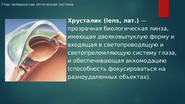 Глаз человека как оптическая система. Хрусталик (lens, лат.) — прозрачная биологическая линза, имеющая двояковыпуклую форму и входящая в светопроводящую и светопреломляющую систему глаза, и обеспечивающая аккомодацию (способность фокусироваться на разноудаленных объектах).  