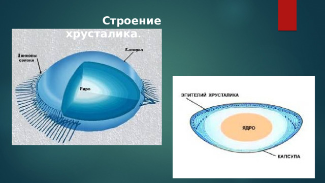  Строение хрусталика . 