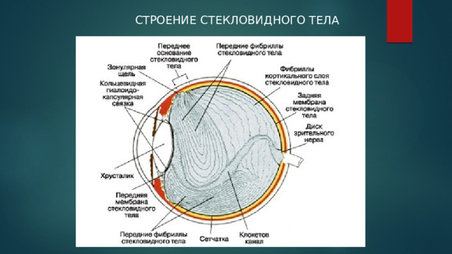  СТРОЕНИЕ СТЕКЛОВИДНОГО ТЕЛА 