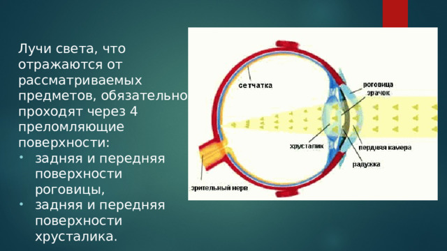 Лучи света, что отражаются от рассматриваемых предметов, обязательно проходят через 4 преломляющие поверхности: задняя и передняя поверхности роговицы, задняя и передняя поверхности хрусталика. 