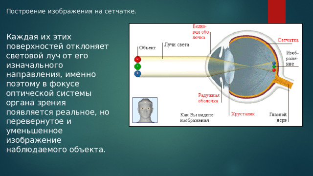 Построение изображения на сетчатке. Каждая их этих поверхностей отклоняет световой луч от его изначального направления, именно поэтому в фокусе оптической системы органа зрения появляется реальное, но перевернутое и уменьшенное изображение наблюдаемого объекта. 