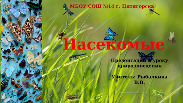МБОУ СОШ №14 г. Пятигорска Насекомые Презентация к уроку природоведения  Учитель: Рыбалкина В.В. 
