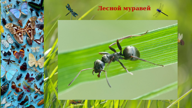 Лесной муравей 