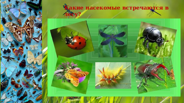 Какие насекомые встречаются в лесу? 