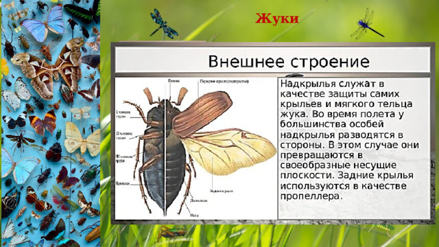 Жуки 