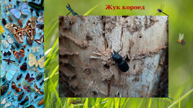 Жук короед 