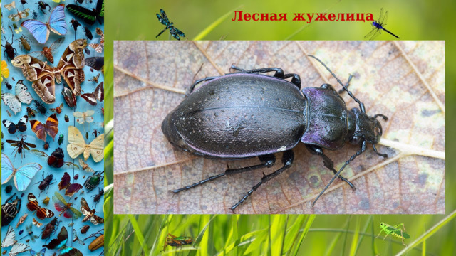 Лесная жужелица 