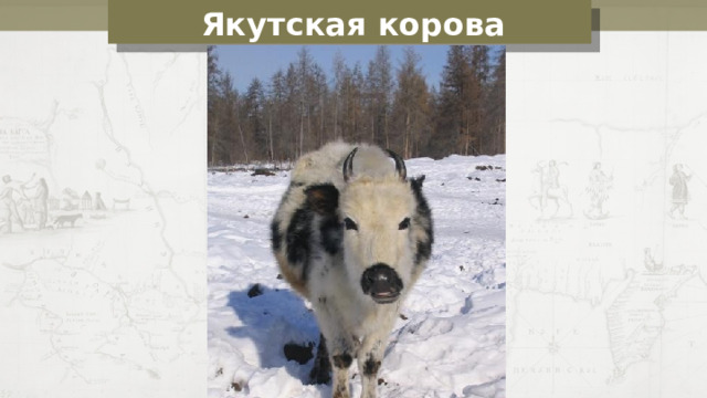 Якут c кая корова 