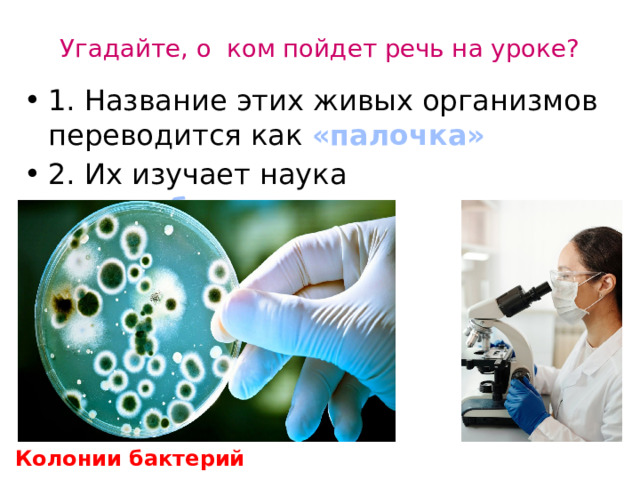 Угадайте, о ком пойдет речь на уроке? 1. Название этих живых организмов переводится как «палочка» 2. Их изучает наука «микробиология» Колонии бактерий 
