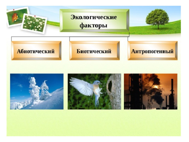 Экологические 