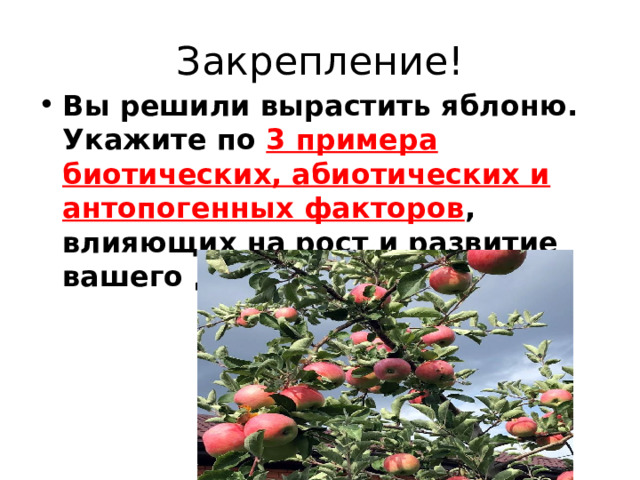 Закрепление! Вы решили вырастить яблоню. Укажите по 3 примера биотических, абиотических и антопогенных факторов , влияющих на рост и развитие вашего дерева. 
