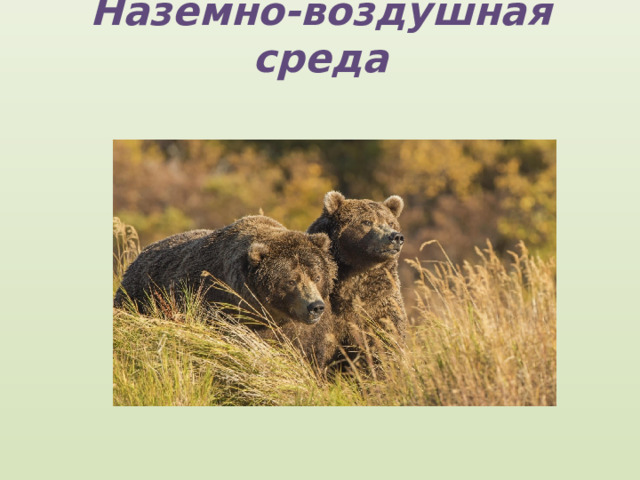 Наземно-воздушная среда 