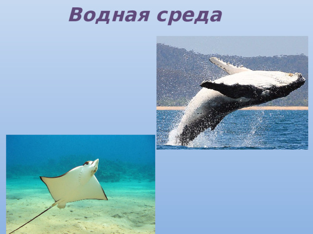 Водная среда 