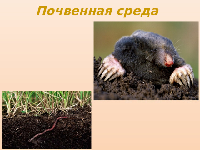 Почвенная среда 