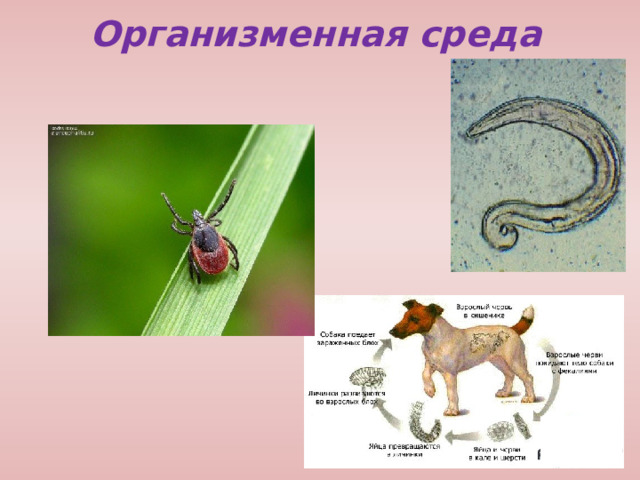Организменная среда 