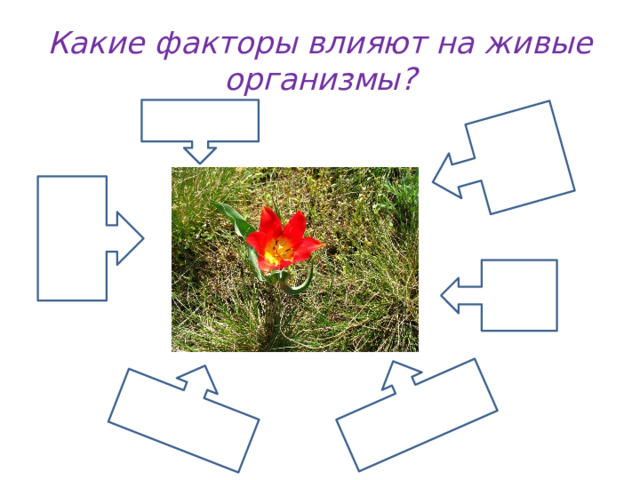 Какие факторы влияют на живые организмы?  